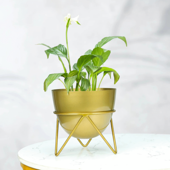 Planter
